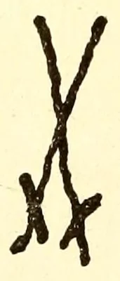 Gekreuzte Schwerter in Unterglasurblau auf dem Boden. Nach Berling 1900 richtete sich ihre Größe nach der des Stücks; mit der Zeit wurden sie etwas zierlicher, die Parierstangen überwiegend gerade, und etwa ab Mitte des 18. Jahrhunderts fehlten meist die verbreiterten Knäufe. Bei Graesse 1910 (Nr. 60 rechts) kreuzen sich die Klingen etwa auf halber Länge; die Tafel zeigt auch gedrungene Formen.