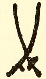 Zwei gekreuzte Schwerter, blau unter der Glasur auf dem Boden. Nach Berling 1900 sind die frühen Schwerter besonders lang und wirken plump und schwerfällig, mit geschwungenen Parierstangen und verbreiterten Knäufen. Im Beispiel bei Graesse 1910 (Nr. 50) sind die Klingen leicht gebogen und kreuzen sich tief, nahe den Griffen.